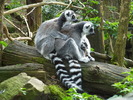 dierenpark_amersfoort 2014
