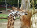 dierenpark_amersfoort 2014