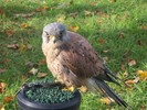 roofvogel