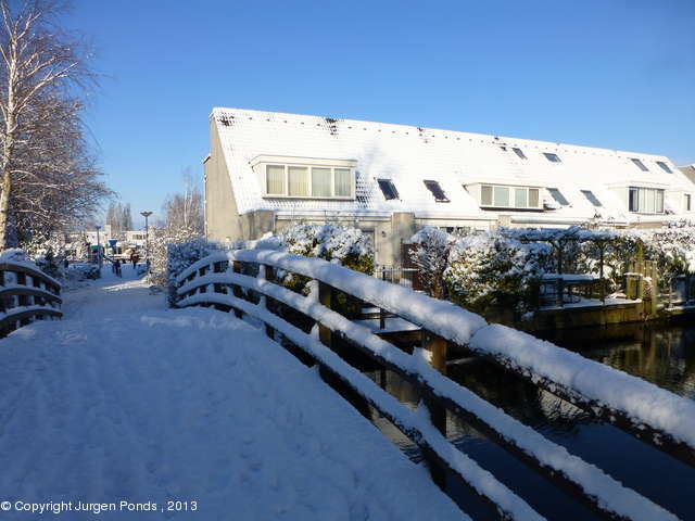 Grauwe Gans in het wit