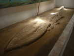 Sacaco Walvis museum