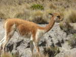 Vicunas