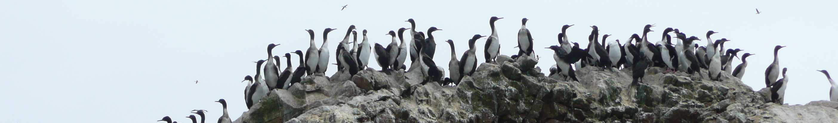 dag3: Paracas/Isla Ballestas