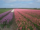Bloeiend Zijpe