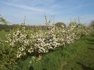 Bloesemtocht