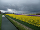 Keukenhof wandeling