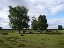 Wandeling Bussem