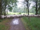 achterhoekpad